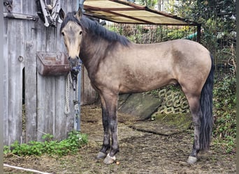 Andaluces, Caballo castrado, 4 años, 158 cm, Bayo
