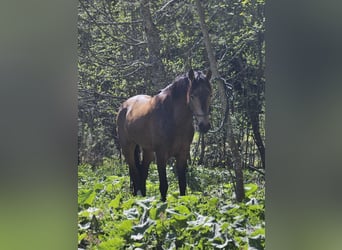 Andaluces, Caballo castrado, 4 años, 158 cm, Bayo