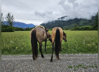 Andaluces, Caballo castrado, 4 años, 158 cm, Bayo