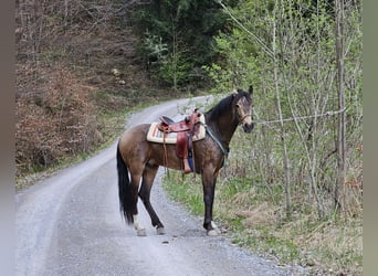 Andaluces, Caballo castrado, 4 años, 158 cm, Bayo