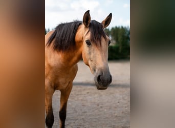 Andaluces, Caballo castrado, 4 años, 158 cm, Buckskin/Bayo