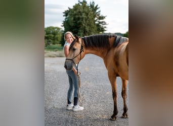 Andaluces, Caballo castrado, 4 años, 158 cm, Buckskin/Bayo