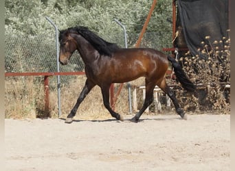 Andaluces, Caballo castrado, 4 años, 158 cm, Castaño