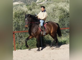 Andaluces, Caballo castrado, 4 años, 158 cm, Castaño