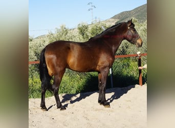 Andaluces, Caballo castrado, 4 años, 158 cm, Castaño