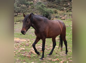 Andaluces, Caballo castrado, 4 años, 158 cm, Castaño