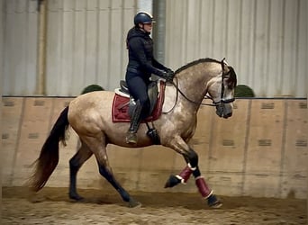 Andaluces, Caballo castrado, 4 años, 158 cm, Musgo marrón