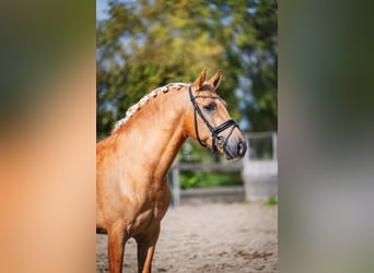 Andaluces, Caballo castrado, 4 años, 158 cm, Palomino