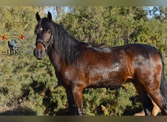 Andaluces, Caballo castrado, 4 años, 159 cm, Castaño