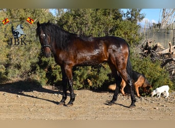 Andaluces, Caballo castrado, 4 años, 159 cm, Castaño