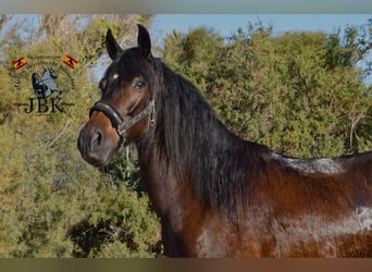 Andaluces, Caballo castrado, 4 años, 159 cm, Castaño