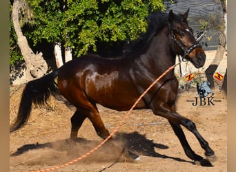 Andaluces, Caballo castrado, 4 años, 159 cm, Castaño