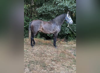 Andaluces, Caballo castrado, 4 años, 159 cm, Tordo rodado