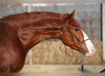 Andaluces Mestizo, Caballo castrado, 4 años, 160 cm, Alazán