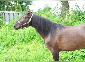 Andaluces, Caballo castrado, 4 años, 160 cm, Buckskin/Bayo