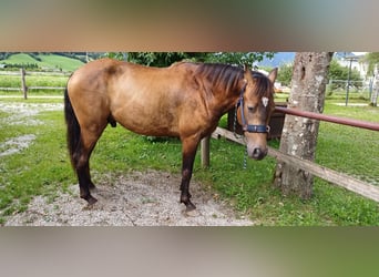 Andaluces Mestizo, Caballo castrado, 4 años, 160 cm, Buckskin/Bayo