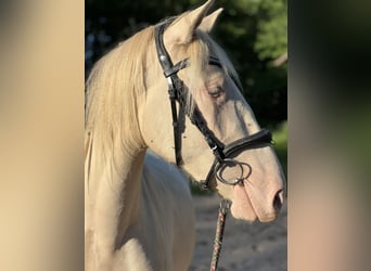 Andaluces, Caballo castrado, 4 años, 160 cm, Cremello