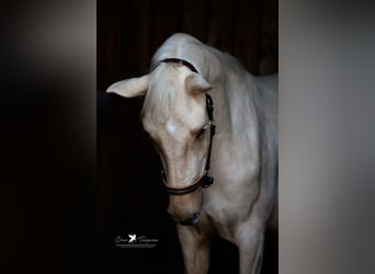 Andaluces, Caballo castrado, 4 años, 160 cm, Palomino