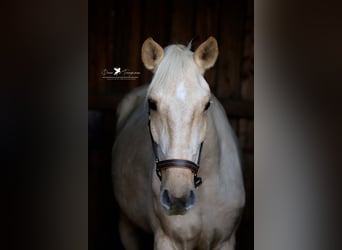 Andaluces, Caballo castrado, 4 años, 160 cm, Palomino