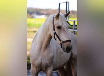 Andaluces, Caballo castrado, 4 años, 160 cm, Palomino