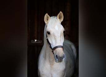 Andaluces, Caballo castrado, 4 años, 160 cm, Palomino