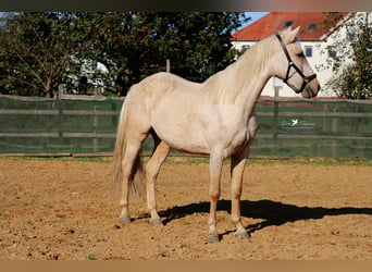 Andaluces, Caballo castrado, 4 años, 160 cm, Palomino