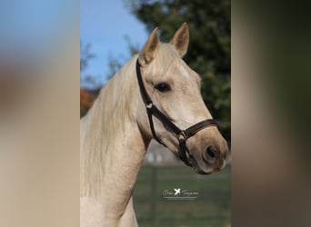 Andaluces, Caballo castrado, 4 años, 160 cm, Palomino