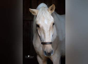 Andaluces, Caballo castrado, 4 años, 160 cm, Palomino