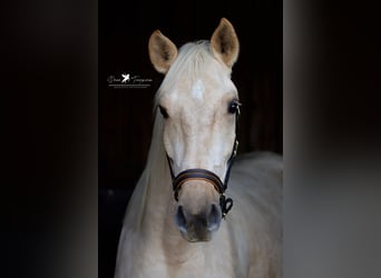 Andaluces, Caballo castrado, 4 años, 160 cm, Palomino