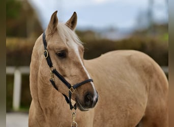 Andaluces, Caballo castrado, 4 años, 160 cm, Palomino