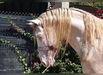 Andaluces, Caballo castrado, 4 años, 160 cm, Perlino