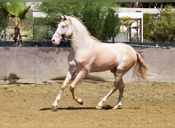 Andaluces, Caballo castrado, 4 años, 160 cm, Perlino