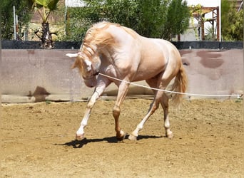 Andaluces, Caballo castrado, 4 años, 160 cm, Perlino