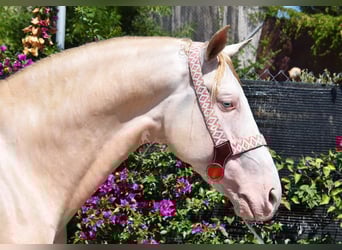 Andaluces, Caballo castrado, 4 años, 160 cm, Perlino