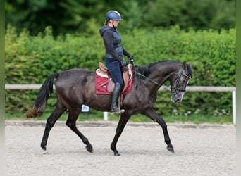 Andaluces, Caballo castrado, 4 años, 160 cm, Tordillo negro