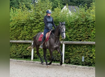 Andaluces, Caballo castrado, 4 años, 160 cm, Tordillo negro