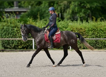 Andaluces, Caballo castrado, 4 años, 160 cm, Tordillo negro