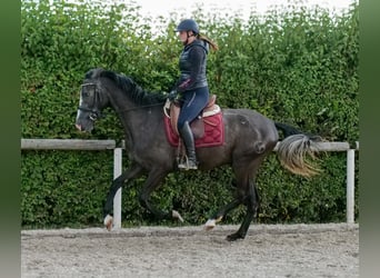 Andaluces, Caballo castrado, 4 años, 160 cm, Tordillo negro