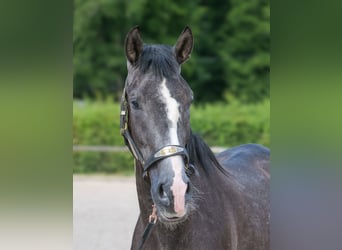 Andaluces, Caballo castrado, 4 años, 160 cm, Tordillo negro