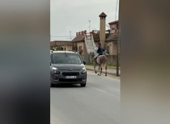 Andaluces, Caballo castrado, 4 años, 160 cm, Tordo