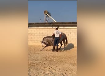 Andaluces, Caballo castrado, 4 años, 160 cm, Tordo