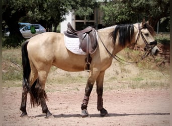 Andaluces, Caballo castrado, 4 años, 161 cm, Bayo