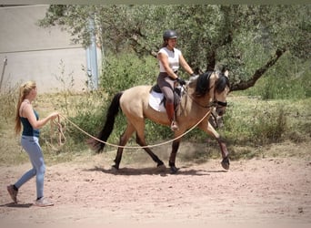 Andaluces, Caballo castrado, 4 años, 161 cm, Bayo