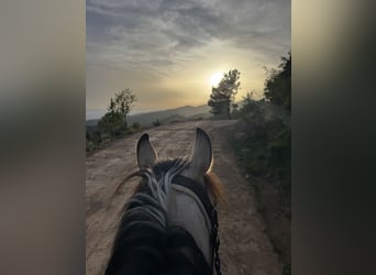 Andaluces, Caballo castrado, 4 años, 161 cm, Bayo