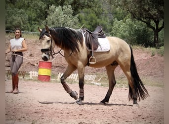 Andaluces, Caballo castrado, 4 años, 161 cm, Bayo