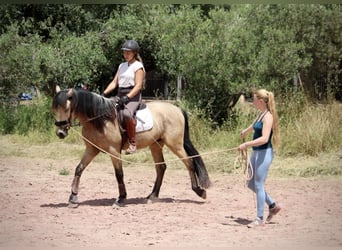 Andaluces, Caballo castrado, 4 años, 161 cm, Bayo