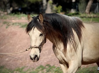 Andaluces, Caballo castrado, 4 años, 161 cm, Bayo