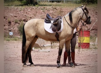 Andaluces, Caballo castrado, 4 años, 161 cm, Bayo