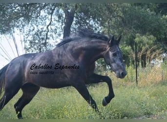 Andaluces, Caballo castrado, 4 años, 161 cm, Tordillo negro