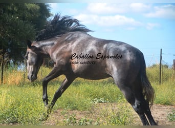 Andaluces, Caballo castrado, 4 años, 161 cm, Tordillo negro